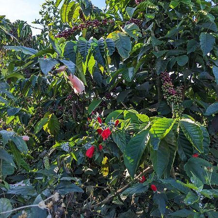 דירות Duc Trong Ivy Coffee Farm - Garden House מראה חיצוני תמונה