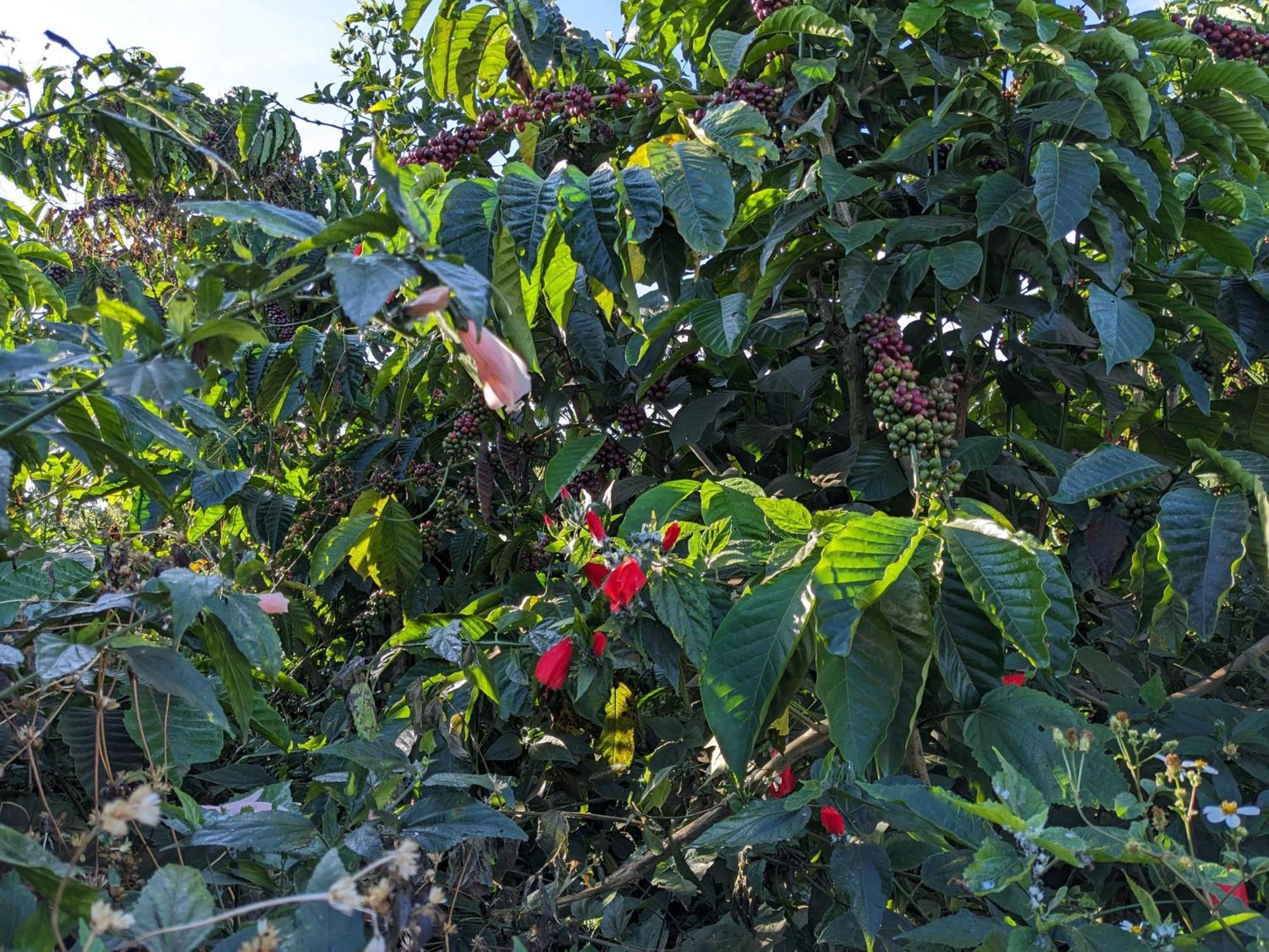 דירות Duc Trong Ivy Coffee Farm - Garden House מראה חיצוני תמונה