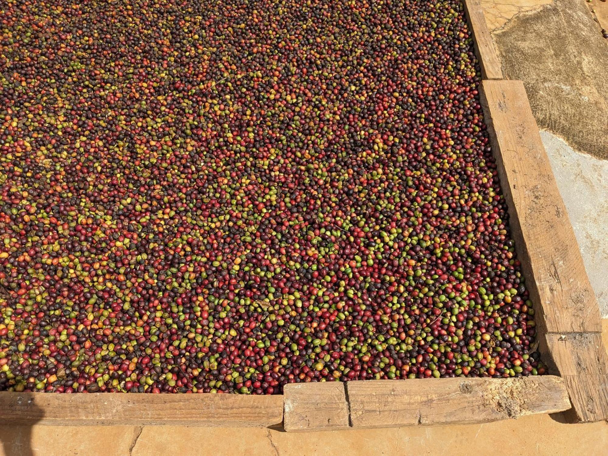דירות Duc Trong Ivy Coffee Farm - Garden House מראה חיצוני תמונה