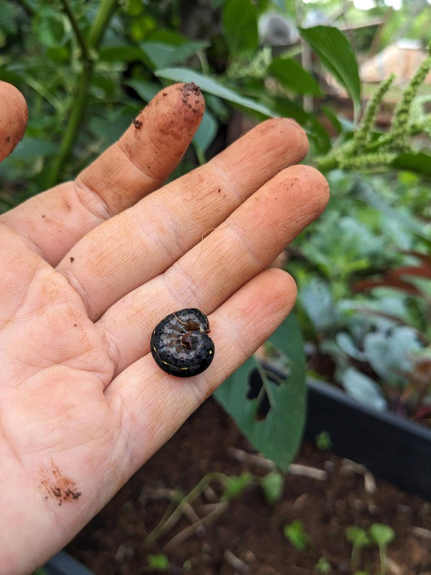 דירות Duc Trong Ivy Coffee Farm - Garden House מראה חיצוני תמונה