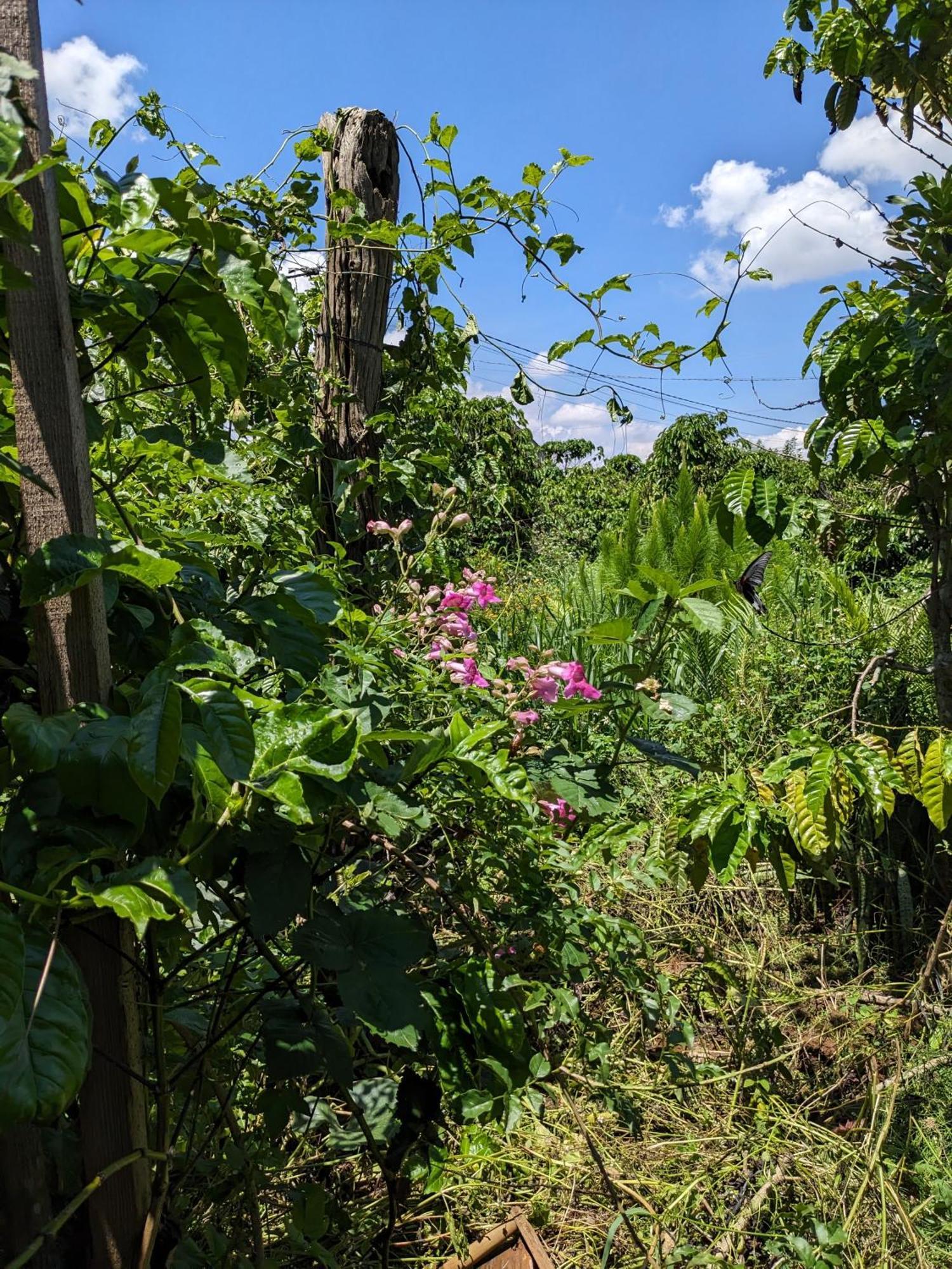 דירות Duc Trong Ivy Coffee Farm - Garden House מראה חיצוני תמונה