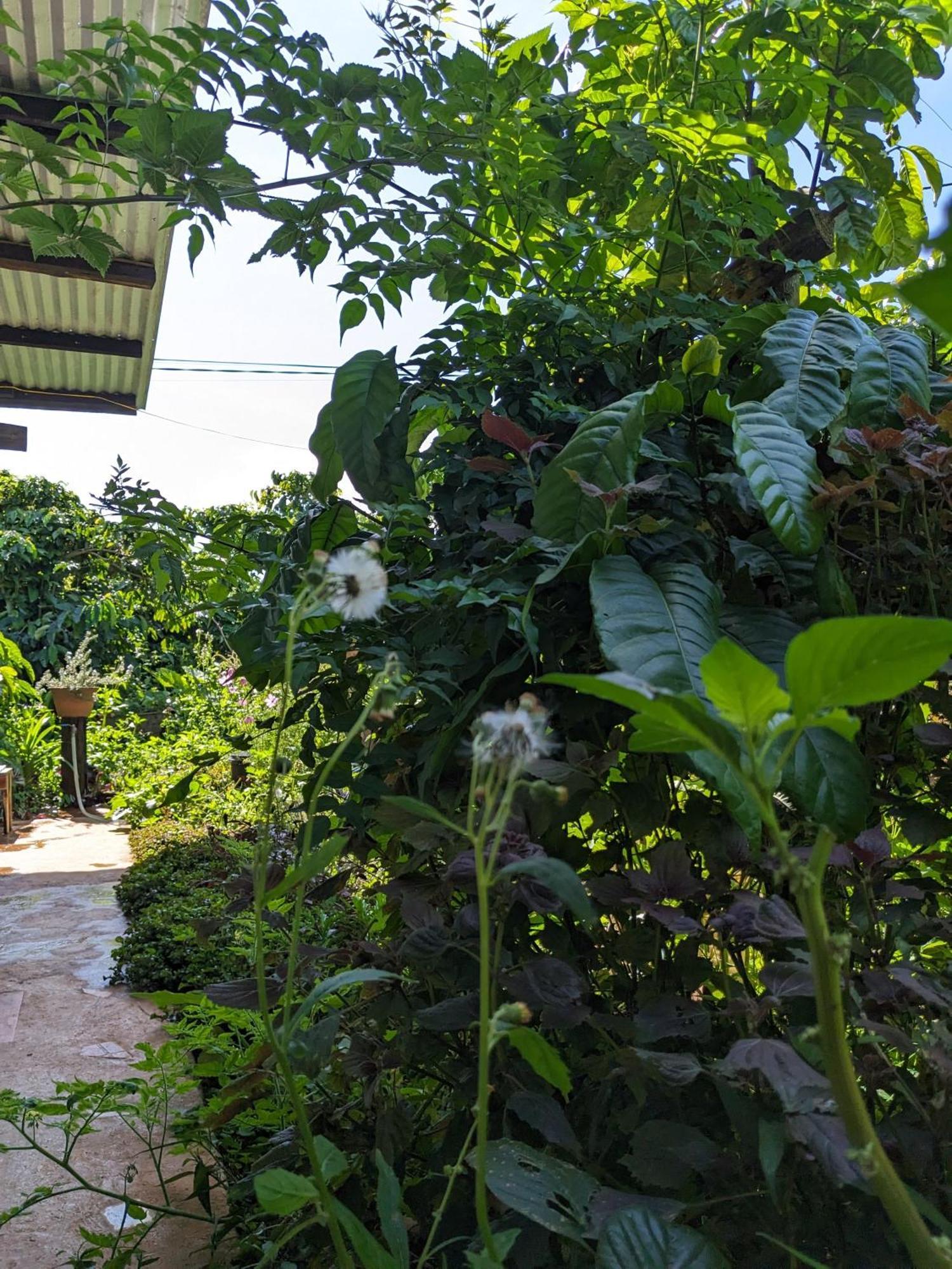 דירות Duc Trong Ivy Coffee Farm - Garden House מראה חיצוני תמונה