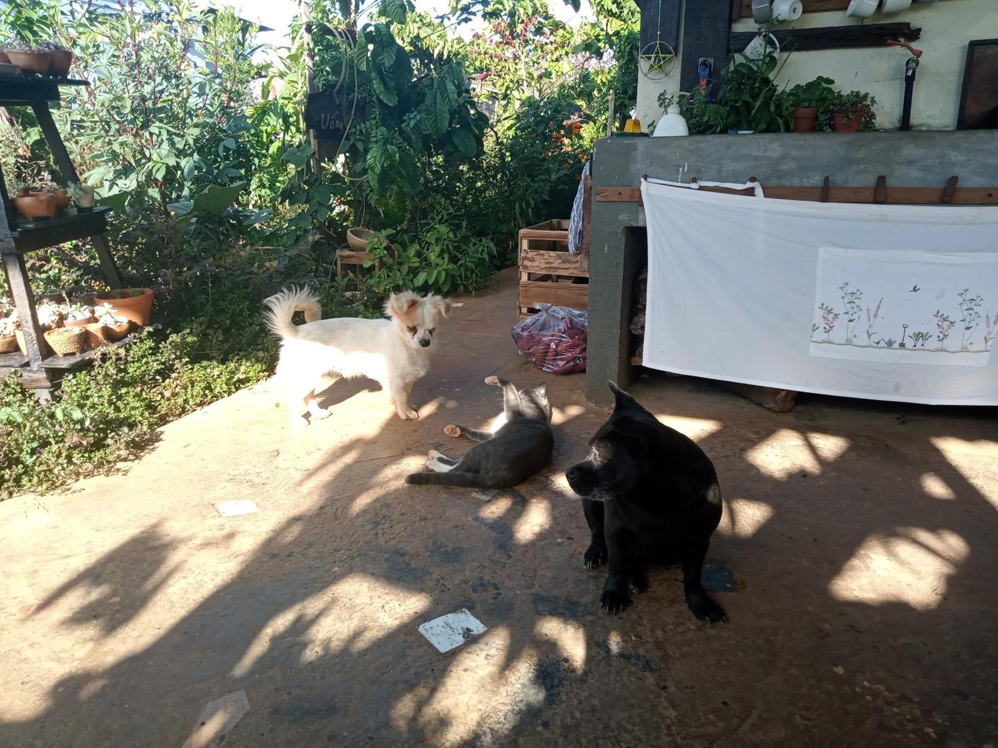 דירות Duc Trong Ivy Coffee Farm - Garden House מראה חיצוני תמונה
