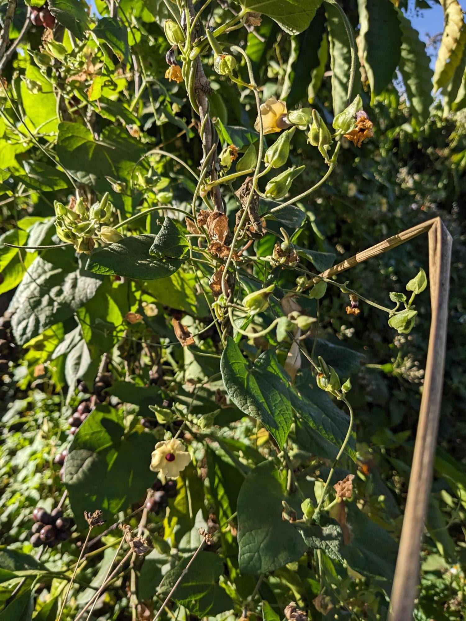 דירות Duc Trong Ivy Coffee Farm - Garden House מראה חיצוני תמונה