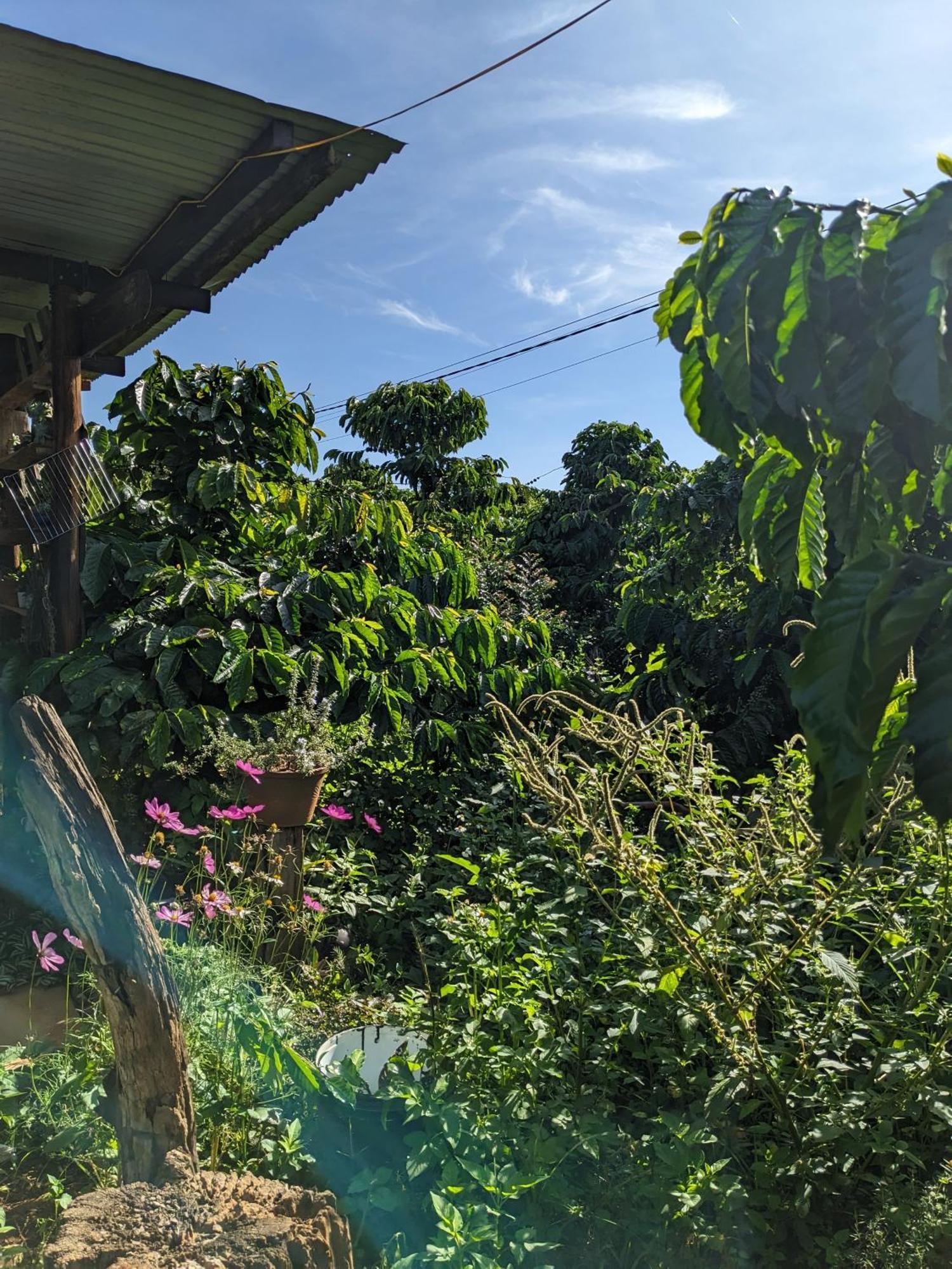 דירות Duc Trong Ivy Coffee Farm - Garden House מראה חיצוני תמונה