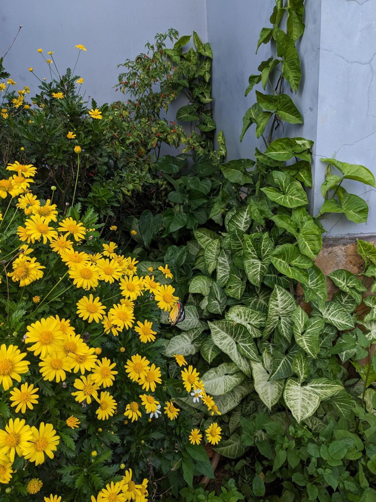 דירות Duc Trong Ivy Coffee Farm - Garden House מראה חיצוני תמונה