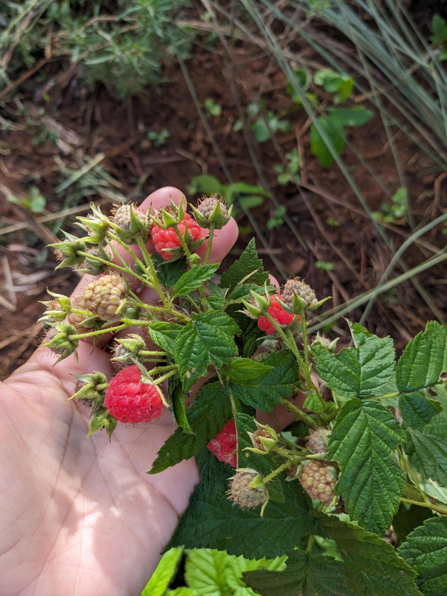 דירות Duc Trong Ivy Coffee Farm - Garden House מראה חיצוני תמונה